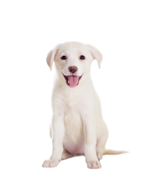 cute puppy isolated - Foto, Imagen