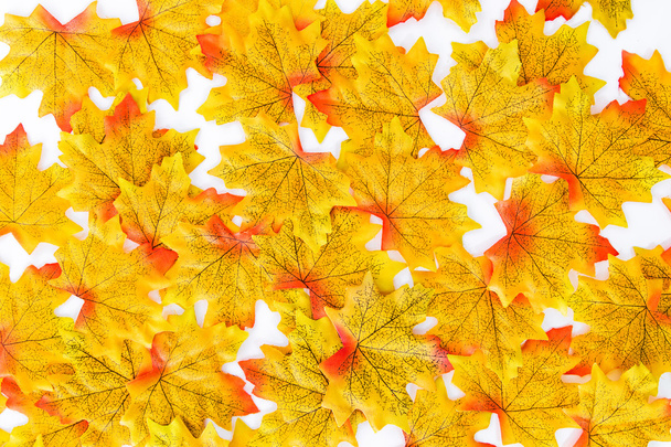 Яскраво-жовте кленове листя
. - Фото, зображення