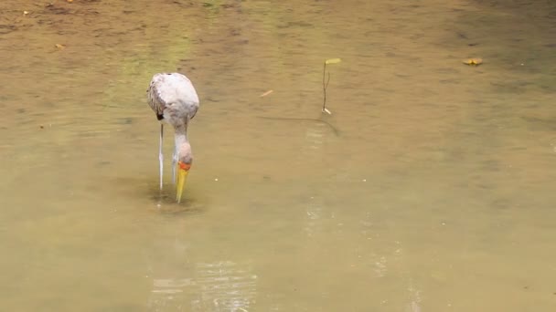Siberische witte kraanvogel zoekt voedsel  - Video