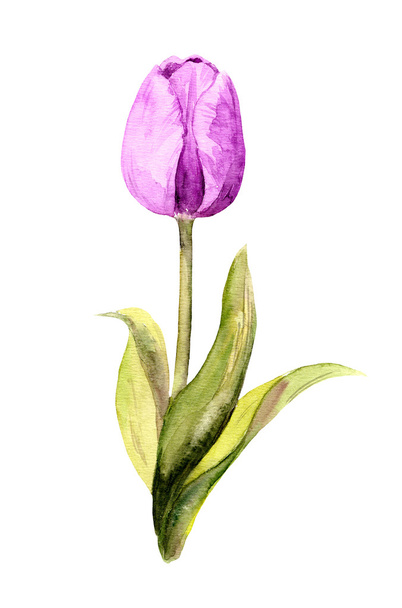 Magenta tulip flower. Watercolor - Φωτογραφία, εικόνα