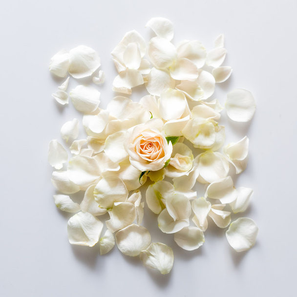 rose petals on white background with space for your text. - Photo, Image