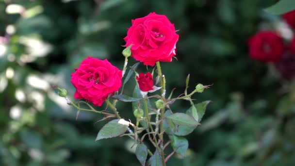 Piros rózsák, egy napsütéses napon háttér van életlen - Felvétel, videó