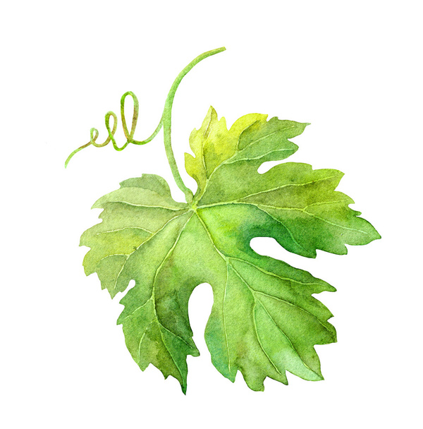 Grape leaf of vine with swirl. Watercolor - Foto, Imagem