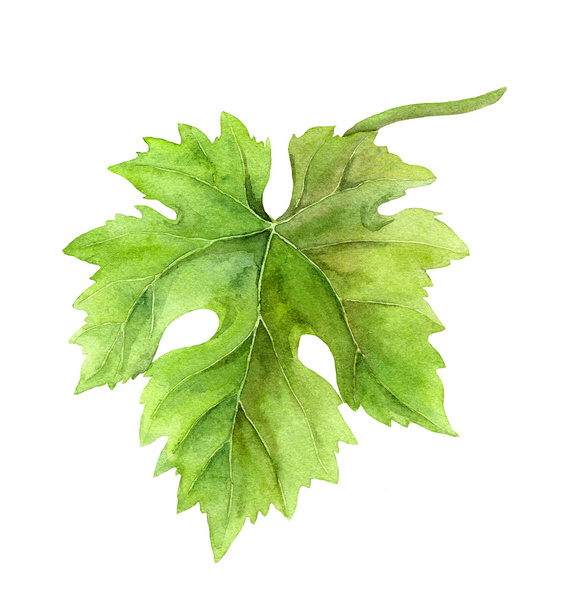 Grape leaf of vine. Watercolor - Foto, Imagem
