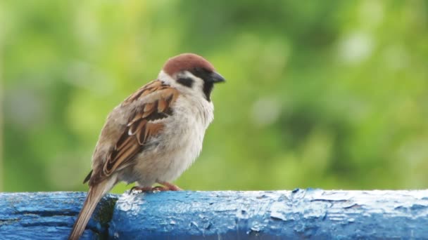 Sparrow Sentado no corrimão da Varanda
 - Filmagem, Vídeo