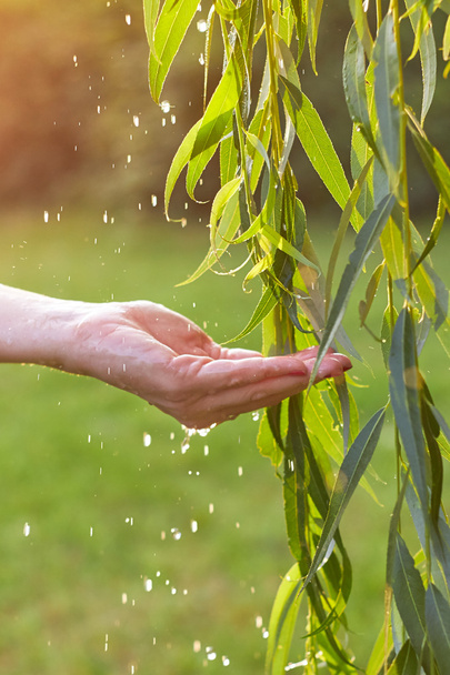 Hand catching water droplets from weeping willow - Photo, Image