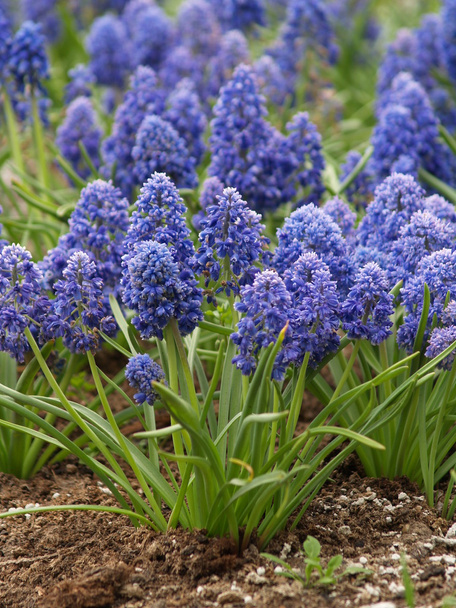 Flores azules
 - Foto, Imagen