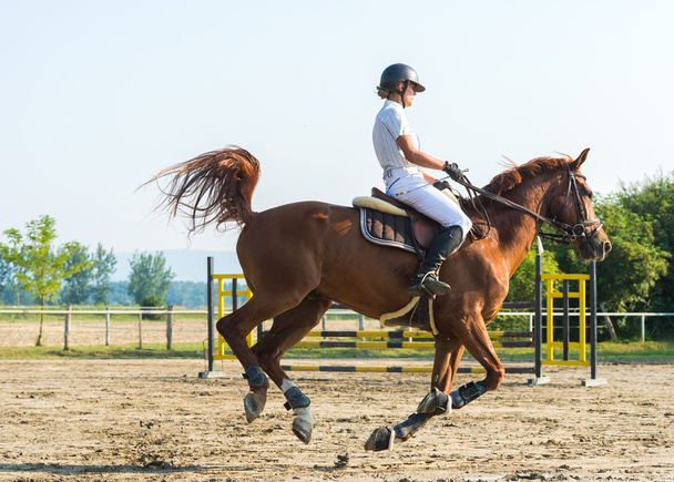 馬に乗っている女の子 - 写真・画像