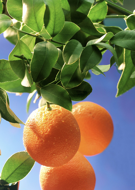 rostou pomeranče - Fotografie, Obrázek