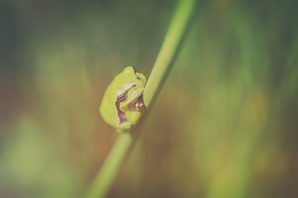 Tree frog - common rush - top view - Photo, Image