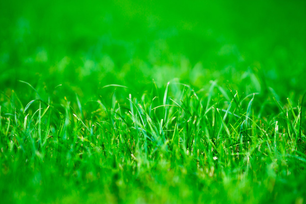 Horizontal vivid green centered grass bokeh background - Valokuva, kuva