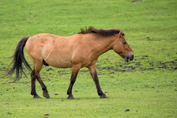 Лошадь Пржевальского в бегах
  - Фото, изображение