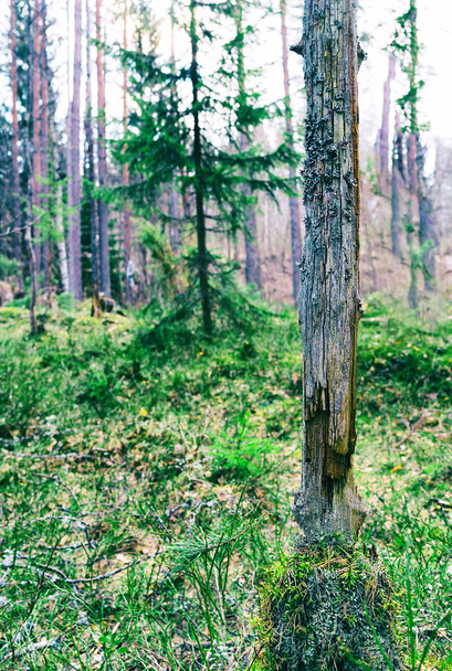 Vertical vibrant green dramatic tree bokeh background backdrop - Valokuva, kuva