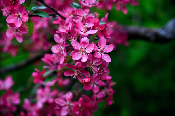 Kvetoucí jabloní - Fotografie, Obrázek