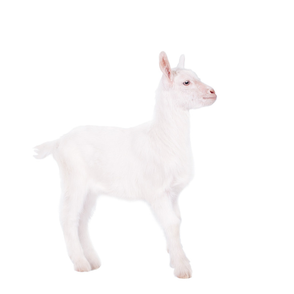 Les chèvres isolées sur blanc
 - Photo, image
