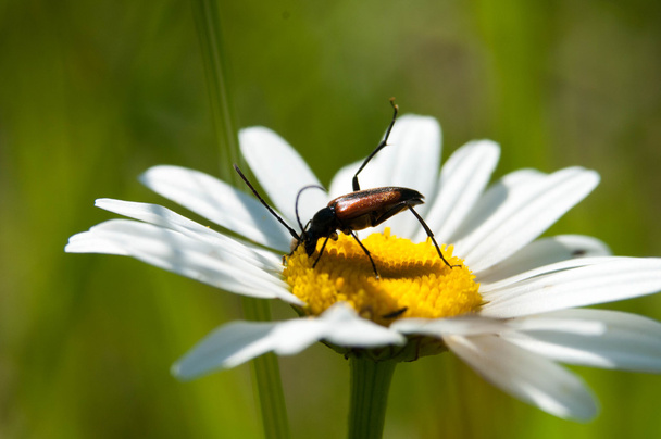 beetles Cerambycidae sitting on a camomile - Photo, Image
