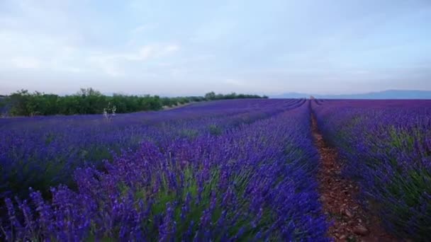 Фиолетовое лавандовое поле
  - Кадры, видео