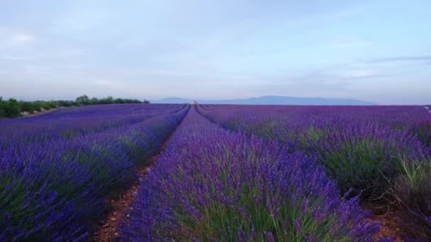 Фиолетовое лавандовое поле
  - Кадры, видео