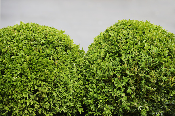 kulisty bukszpan krzewów  - Zdjęcie, obraz
