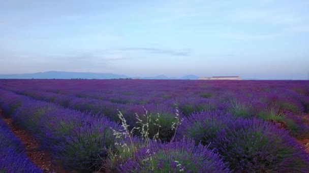 Violetti laventeli kenttä
 - Materiaali, video
