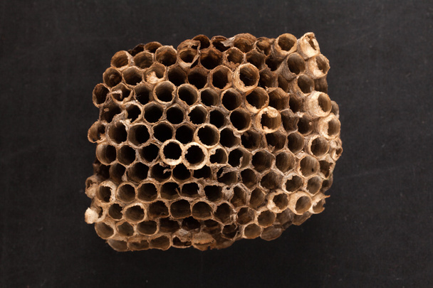Empty wasp nest  - Fotó, kép
