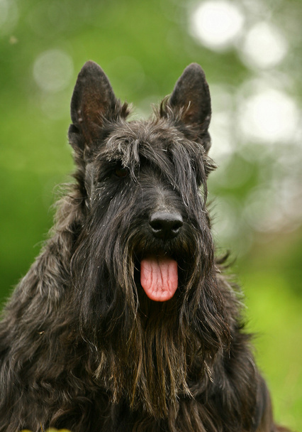 The Scottish Terrier - Photo, image