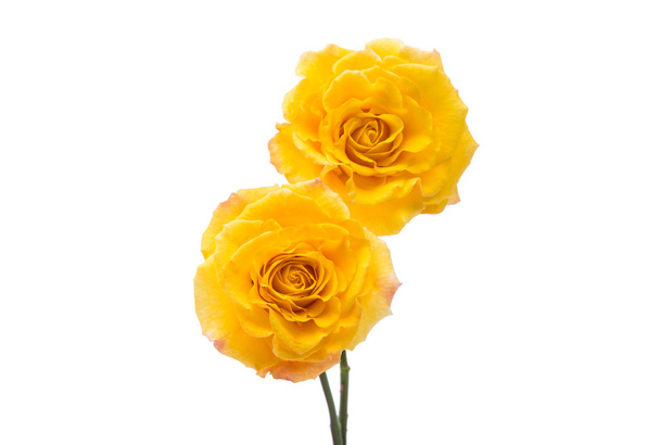 κίτρινο τριαντάφυλλο απομονωθεί  - Φωτογραφία, εικόνα