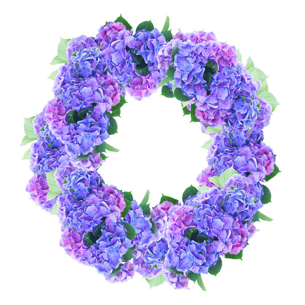 blue and violet hortensia flowers - Fotoğraf, Görsel