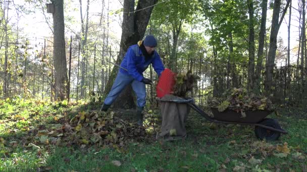 munkás ember terhelés zsák barrow, az őszi levelek kert. 4k - Felvétel, videó