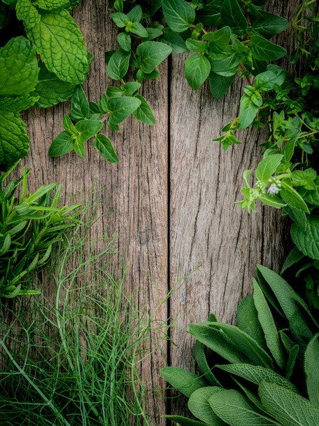 Różne aromatyczne zioła i przyprawy z zielonego ogrodu mięty, Fenne - Zdjęcie, obraz