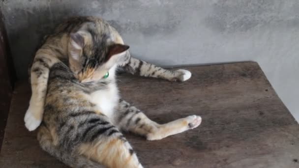 Lindo gato acostado en la mesa y arreglándose
 - Metraje, vídeo