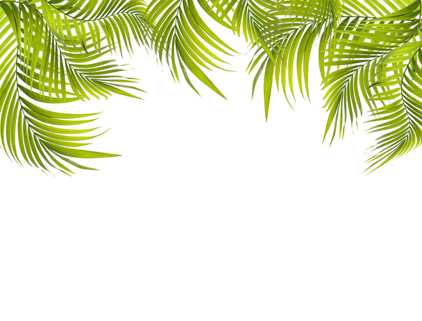 Зеленый лист пальмы на белом фоне - Фото, изображение