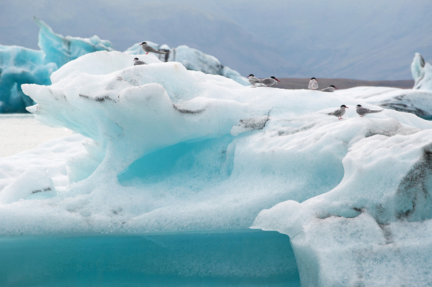 Ισλανδία, Ευρώπη: πτηνά στο παγόβουνο στη λιμνοθάλασσα του παγετώνα Jokulsarlon, μια μεγάλη λίμνη παγόμορφου στη Νοτιοανατολική Ισλανδία, στην άκρη του εθνικού πάρκου Vatnajokull αναπτύχθηκε μετά τον παγετώνα υποχώρησε από την άκρη του Ατλαντικού ωκεανού - Φωτογραφία, εικόνα