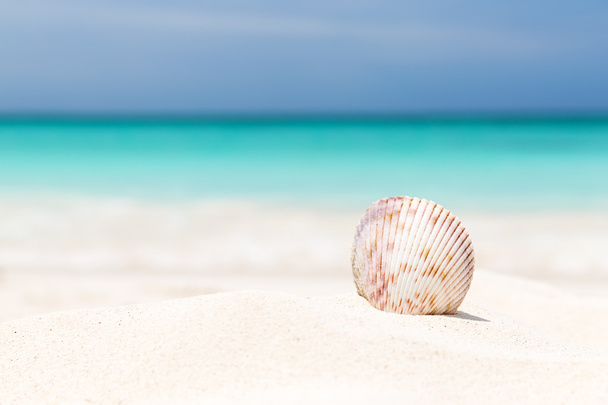 Deniz kabuğu beyaz kumlu plaj - Fotoğraf, Görsel