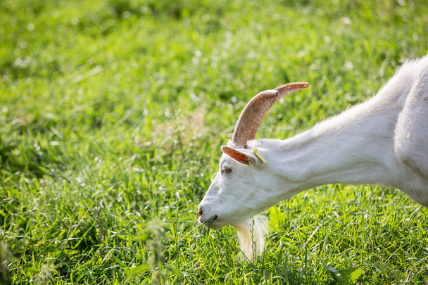 Milk goats feeding on a pasture  - Fotografie, Obrázek