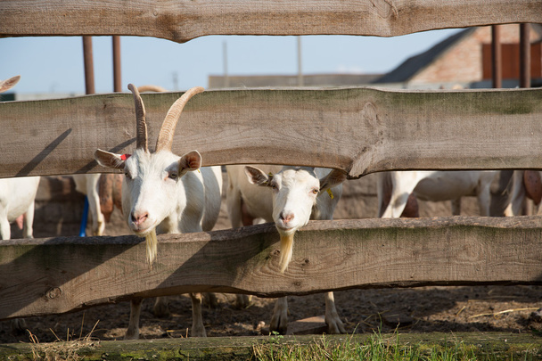 goats behind the fence on a  farm - Foto, afbeelding