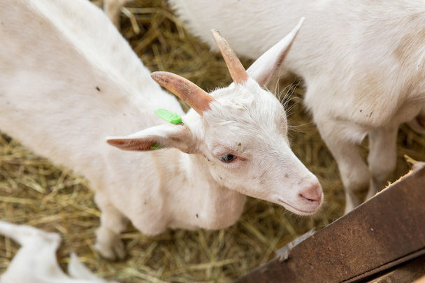 Goatlings on animal farm - Foto, afbeelding