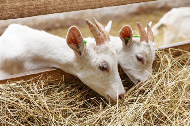 Goatlings feeding on animal farm - Фото, изображение