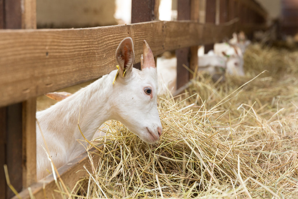 Goatlings feeding on animal farm - Zdjęcie, obraz