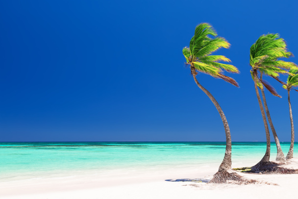 Palmeiras de coco na praia de areia branca em Punta Cana, República Dominicana
 - Foto, Imagem