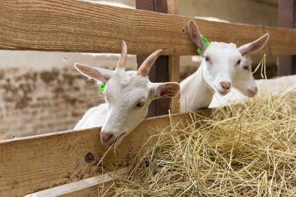 Chèvres se nourrissant à la ferme animale
 - Photo, image