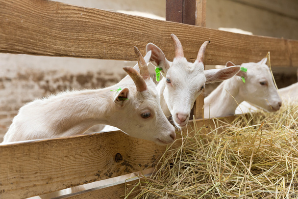 Goatlings feeding on animal farm - Fotografie, Obrázek