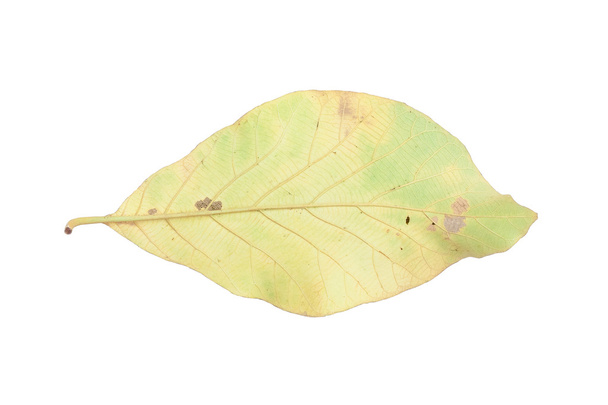 zadní strana teak leafs - Fotografie, Obrázek