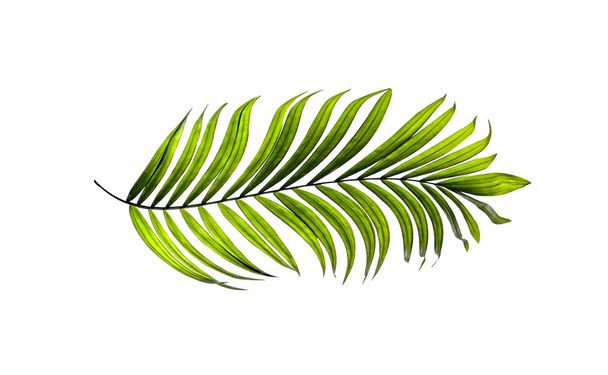Green leaves of palm tree on white background - Photo, Image