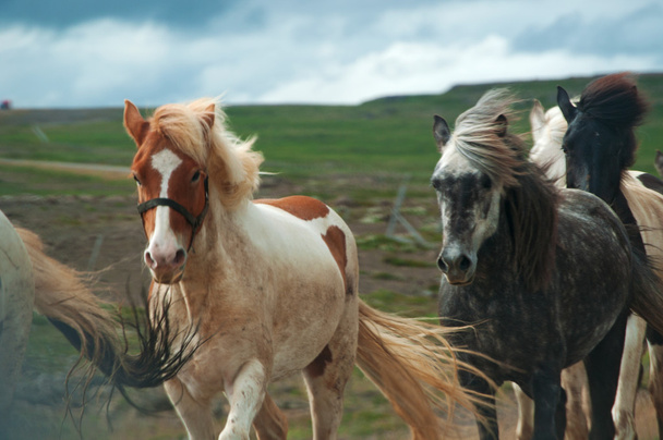 Islandia, Europa: Islandzkie konie w galopie na drodze, rodzimą rasę charakteryzuje małe okazy, w czasach wielkości kucyka, długowieczne i hardy, wypas wolny na wsi - Zdjęcie, obraz