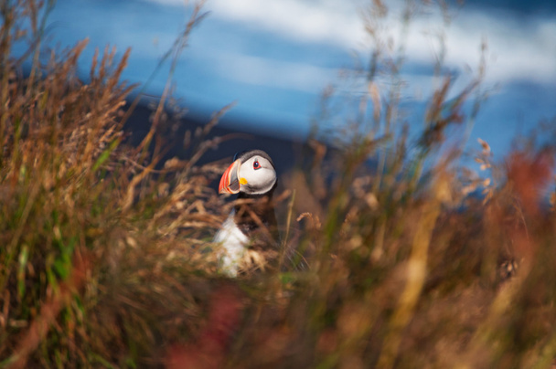 Iceland, Europe: an Atlantic puffin (a species of seabird in the auk family) on a rock at the promontory of Dyrholaey, home to a large puffin colony, protected area for these pelagic seabirds with a brightly coloured beak - 写真・画像