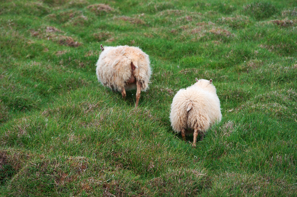 Islande, Europe : moutons dans la campagne islandaise dans le Snaefellsnes, la péninsule occidentale nommée Islande en miniature pour les nombreux sites qui peuvent être trouvés dans la région, y compris le volcan Snfellsjokull
 - Photo, image