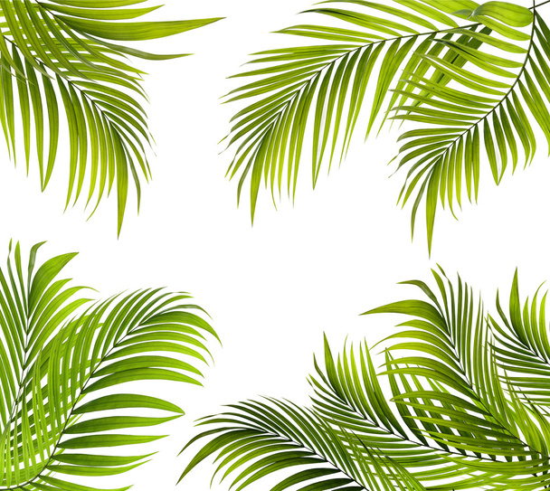 Zielony liść palmy tło - Zdjęcie, obraz
