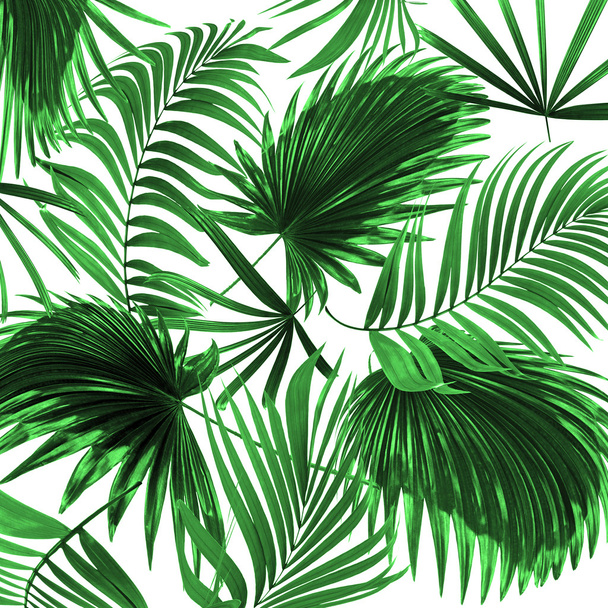 folhas de palmeira no fundo branco - Foto, Imagem