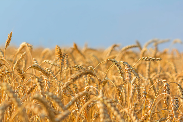 beau champ de blé d'été
 - Photo, image